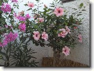 Hibiscus rosa-sinensis