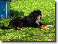 Bernese mountain dog \\\\\\\\\\\\\\\\\\\\\\\\\\\\\\\\\\\\\\\\\\\\\\\\\\\\\\\\\\\\\\\\\\\\\\\\\\\\\\\\\\\\\\\\\\\\\\\\\\\\\\\\\\\\\\\\\\\\\\\\\\\\\\\\\\\\\\\\\\\\\\\\\\\\\\\\\\\\\\\\\\\\\\\\\\\\\\\\\\\\\\\\\\\\\\\\\\\\\\\\\\\\\\\\\\\\\\\\\\\\\\\\\\\\\\\\\\\\\\\\\\\\\\\\\\\\\\\\\\\\\\\\\\\\\\\\\\\\\\\\\\\\\\\\\\\\\\\\\\\\\\\\\\\\\\\\\\\\\\\\\\\\\\\\\\\\\\\\\\\\\(Dog standard\\\\\\\\\\\\\\\\\\\\\\\\\\\\\\\\\\\\\\\\\\\\\\\\\\\\\\\\\\\\\\\\\\\\\\\\\\\\\\\\\\\\\\\\\\\\\\\\\\\\\\\\\\\\\\\\\\\\\\\\\\\\\\\\\\\\\\\\\\\\\\\\\\\\\\\\\\\\\\\\\\\\\\\\\\\\\\\\\\\\\\\\\\\\\\\\\\\\\\\\\\\\\\\\\\\\\\\\\\\\\\\\\\\\\\\\\\\\\\\\\\\\\\\\\\\\\\\\\\\\\\\\\\\\\\\\\\\\\\\\\\\\\\\\\\\\\\\\\\\\\\\\\\\\\\\\\\\\\\\\\\\\\\\\\\\\\\\\\\\\\)