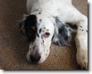 English setter