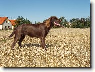 German Spaniel, Deutscher Wachtelhund