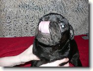 Pug