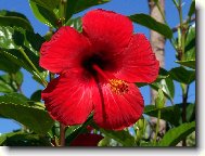 Hibiscus rosa-sinensis