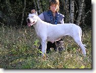 Dogo Argentino