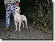 Dogo Argentino