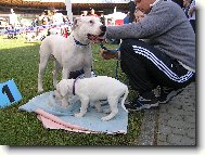 Dogo Argentino