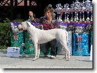 Dogo Argentino