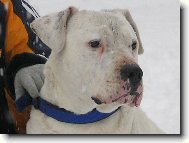 Dogo Argentino