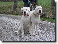 Dogo Argentino