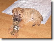 Shar-Pei