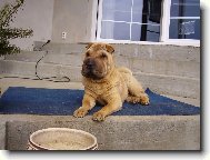 Shar-Pei