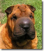 Shar-Pei