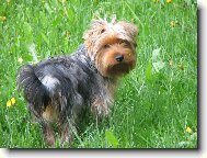 Jorkrsk terier, Yorkshire Terrier,