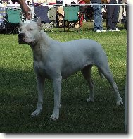 Dogo Argentino