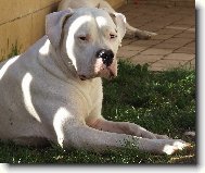 Dogo Argentino