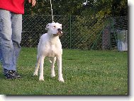 Dogo Argentino