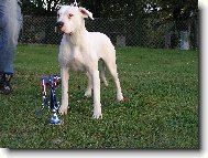 Dogo Argentino