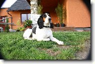 Swiss hound \(Dog standard\)