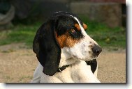 Swiss hound \(Dog standard\)