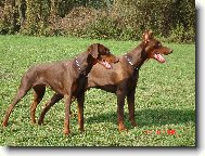 Dobermann \\\\\(Dog standard\\\\\)