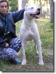 Dogo Argentino