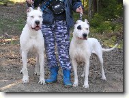 Dogo Argentino