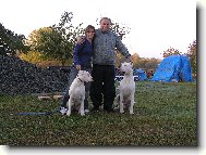 Dogo Argentino