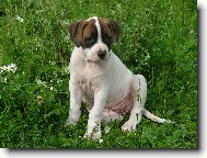 american bulldog /typ standart/