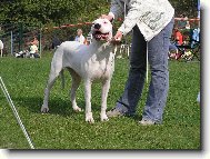 Dogo Argentino