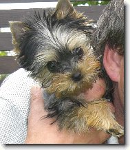 Jorkrsk terier, Yorkshire Terrier,