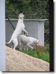 Dogo Argentino