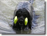 Cao de agua Portugus, Portuguese Water Dog