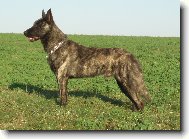 Dutch shepherd dog \\\\\(Dog standard\\\\\)