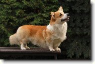 Pembrok Welsh Corgi