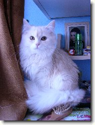 Siberian \\\\\(cat\\\\\)