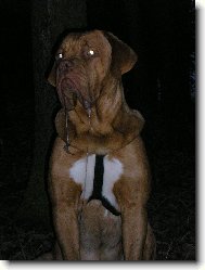 Dogue de Bordeaux