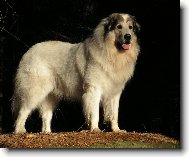 Pyrenean mountain dog