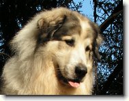 Pyrenean mountain dog