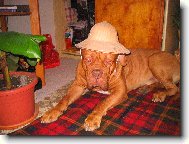 Dogue de Bordeaux \\\\\\\\\\\\\\\\\\\\\\\\\\\\\\\\\\\\\\\\\\\\\\\\\\\\\\\\\\\\\\\\\\\\\\\\\\\\\\\\\\\\\(Dog standard\\\\\\\\\\\\\\\\\\\\\\\\\\\\\\\\\\\\\\\\\\\\\\\\\\\\\\\\\\\\\\\\\\\\\\\\\\\\\\\\\\\\\)