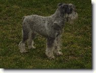 Schnauzer