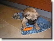 Mops