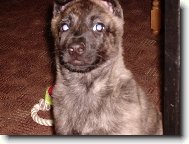 Dutch shepherd dog \\\\\(Dog standard\\\\\)