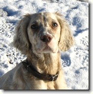 English setter