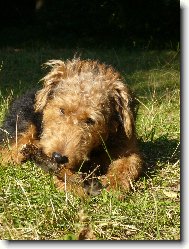 Welsh terrier \\\\\(Dog standard\\\\\)