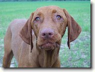 Hungarian Vizsla, Hungarian Pointer