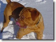 Dogue de Bordeaux \\\\\\\\\\\\\\\\\\\\\\\\\\\\\\\\\\\\\\\\\\\\\\\\\\\\\\\\\\\\\\\\\\\\\\\\\\\\\\\\\\\\\(Dog standard\\\\\\\\\\\\\\\\\\\\\\\\\\\\\\\\\\\\\\\\\\\\\\\\\\\\\\\\\\\\\\\\\\\\\\\\\\\\\\\\\\\\\)