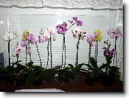 Moj zaciatok s orchideami