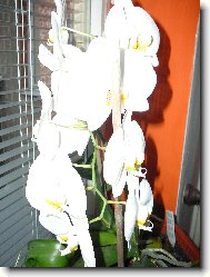 Orchidej v lonici na severn stran 18-20stupn