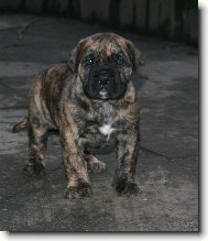 Dogo Canario