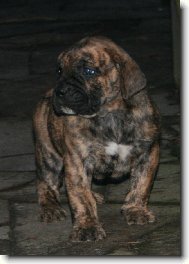 Dogo Canario