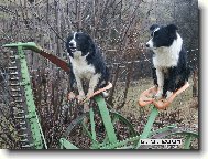 Border collie \\\\\(Dog standard\\\\\)